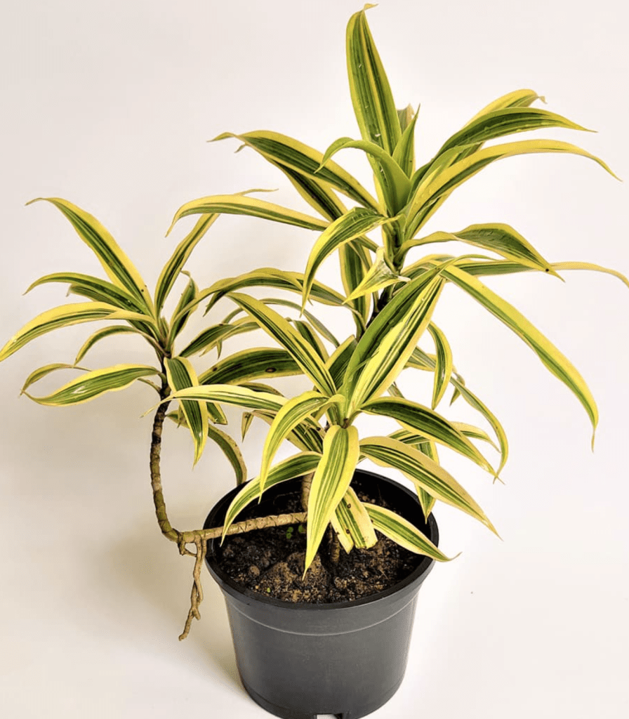 Dracaena Reflexa in black planter on floor